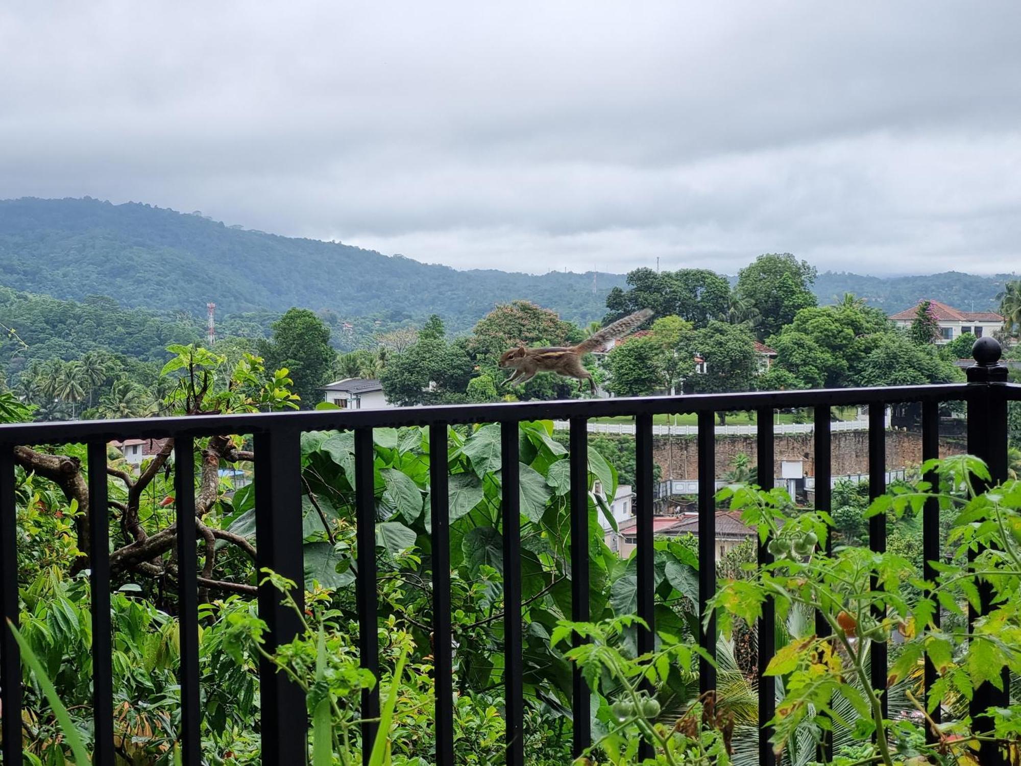 Squirrel'S Nest Hotel Kandy Exterior foto