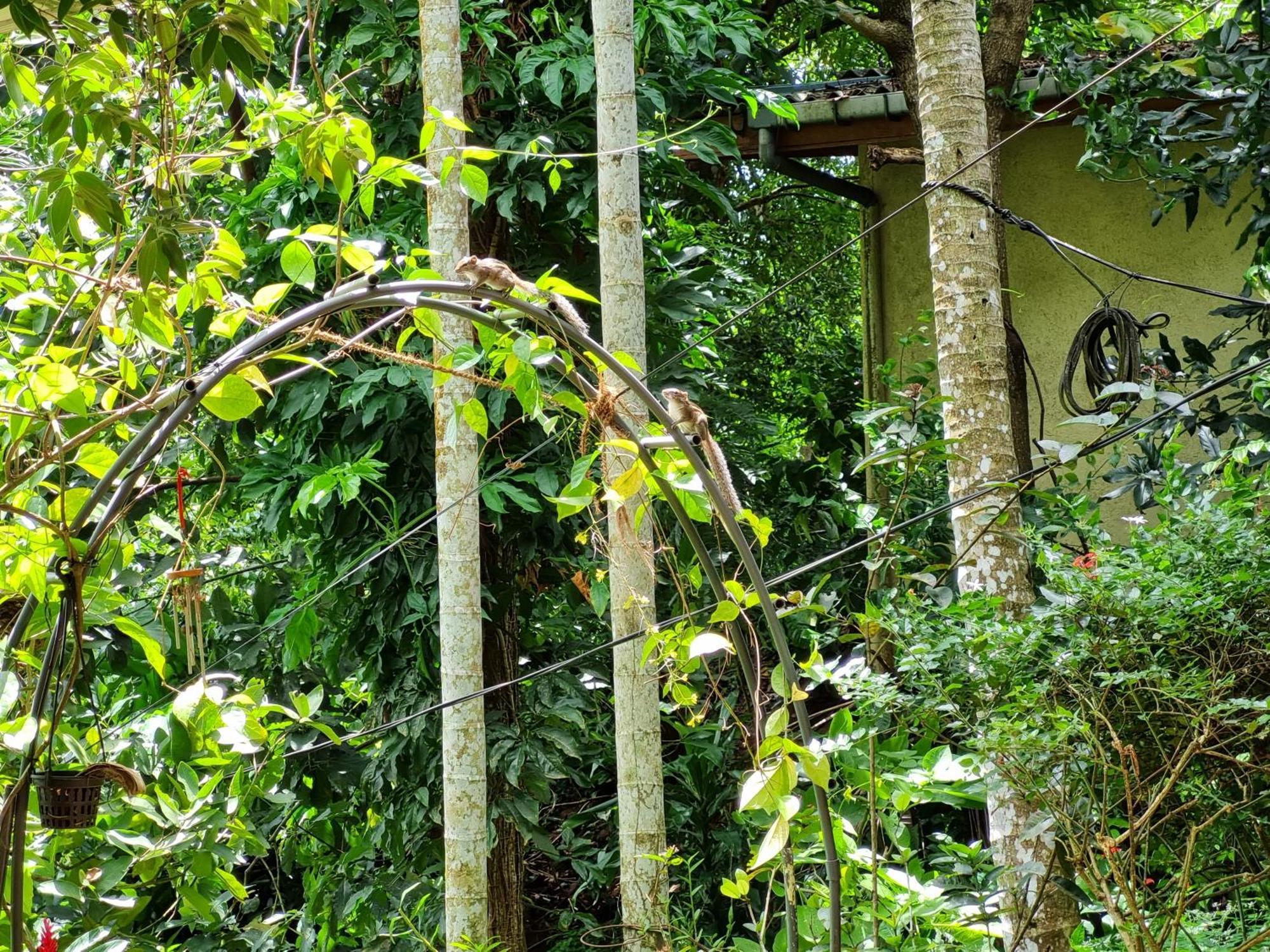 Squirrel'S Nest Hotel Kandy Exterior foto