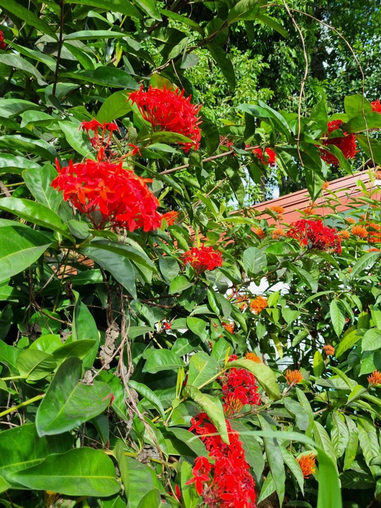 Squirrel'S Nest Hotel Kandy Exterior foto